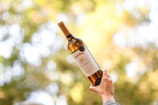 "Premium Wine Tour" Viña Cousiño Macul Official english - Who should book this winery visit?