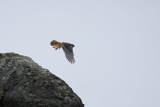 Private Bird Watching Experience in Cerro Castillo - Guides who make identification easier