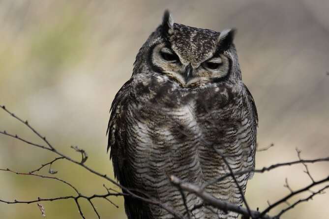 Private Bird Watching Experience in Cerro Castillo - What the six-hour schedule means for you