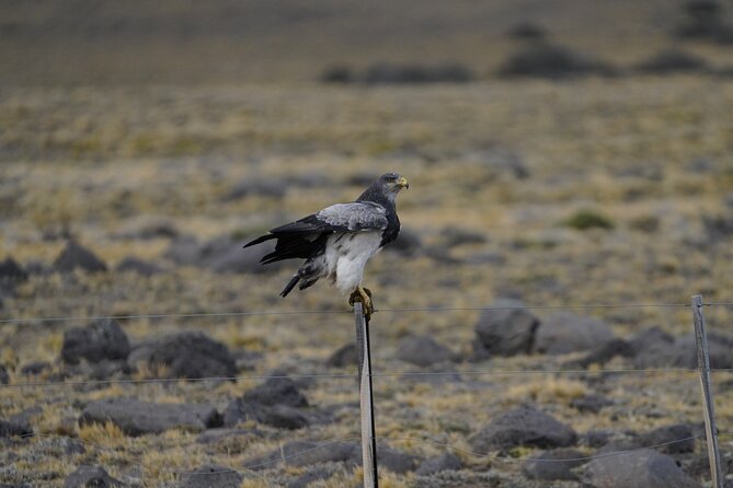 Private Bird Watching Experience in Cerro Castillo - Is $350 per person good value?