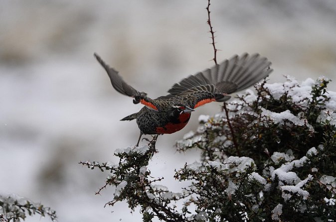 Private Bird Watching Experience in Cerro Castillo - Who should book this experience