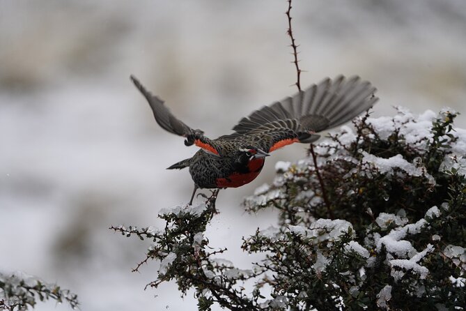 Private Bird Watching Experience in Cerro Castillo - Practical preparation for a better birding day