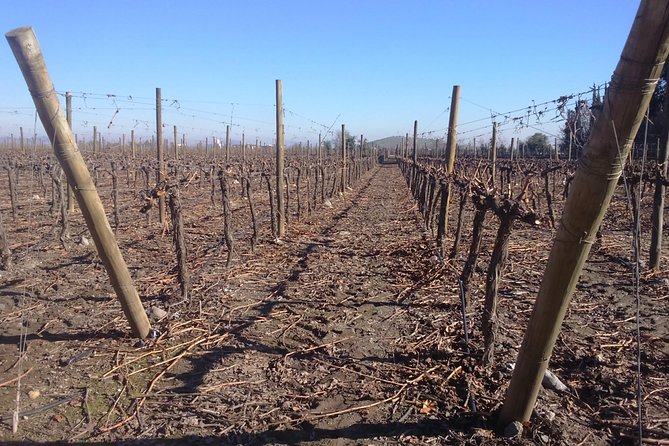Private Casa Blanca Valley Wine Experience from Santiago - Casas del Bosque: the grand finale and lunch choice