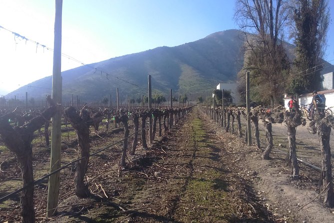 Private Casa Blanca Valley Wine Experience from Santiago - What the private format is really worth