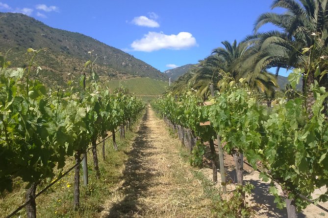 Private Casa Blanca Valley Wine Experience from Santiago - Emiliana: organic wine with a clear purpose