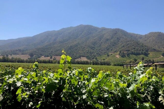 Private Chilean Wine Route Colchagua Valley Day Trip - Clos Apalta: A winery hidden inside the hillside