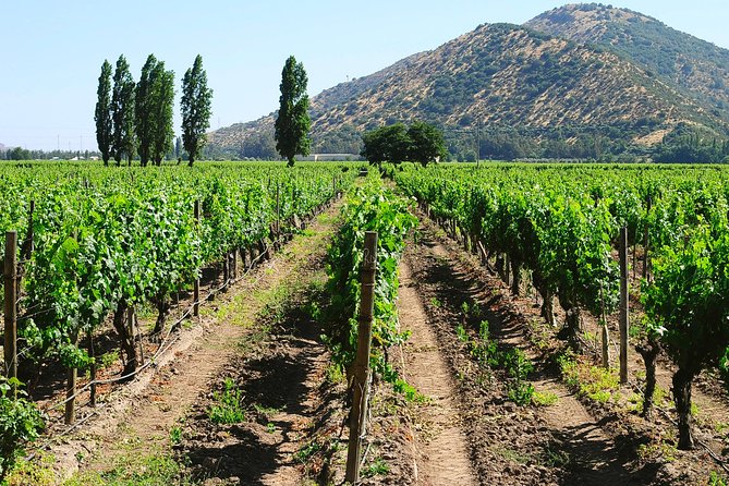 Private Full Day City Tour of Santiago with Wine Experience - La Moneda Palace and the events of 1973