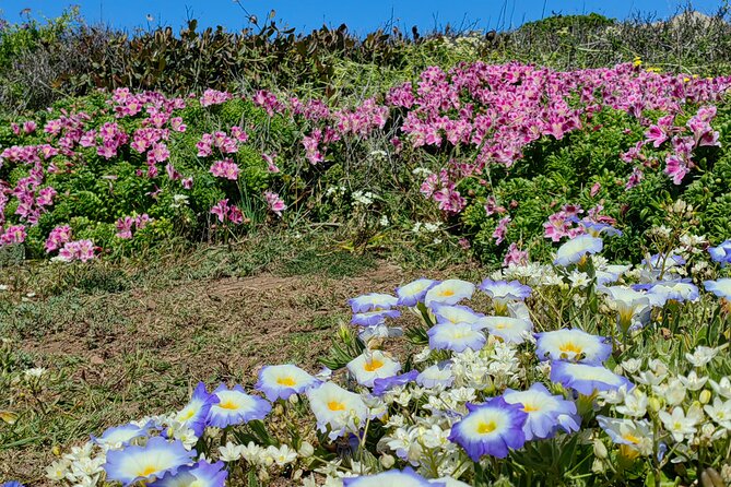 Private Garden Tour in Central Coast of Chile with Lunch included - Cachagua Island and the Humboldt penguin