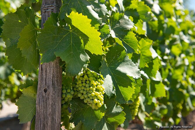Private Maipo Valley Wine Experience: 2 Premium Wineries & Lunch - Santa Rita and Alto Jahuel after lunch