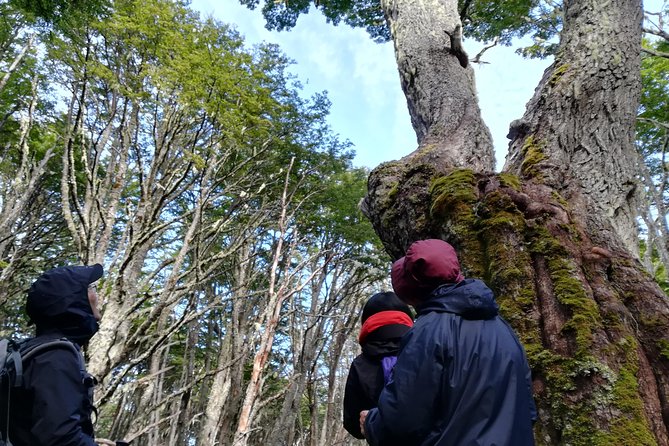 Private Patagonian Forest Hike in Punta Arenas: 4 Hour - Entering Reserva Nacional Magallanes