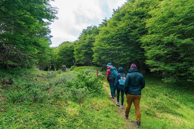 Private Patagonian Forest Hike in Punta Arenas: 4 Hour - Guides Jamie and Manuel