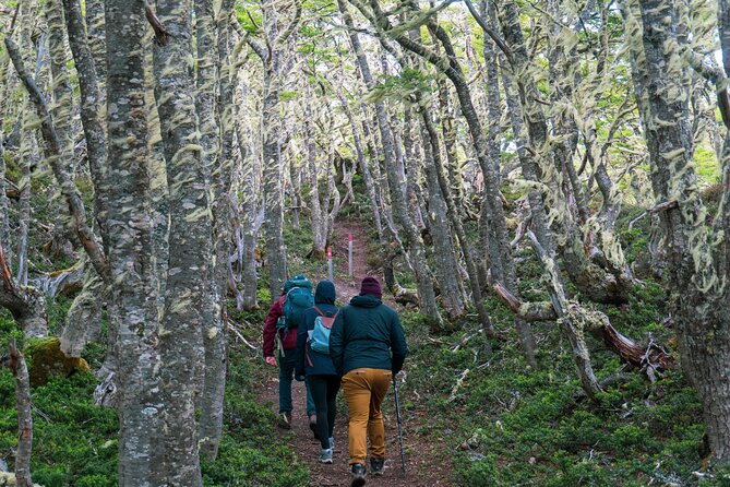 Private Patagonian Forest Hike in Punta Arenas: 4 Hour - A forest picnic with practical extras
