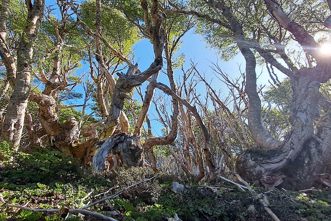 Private Patagonian Forest Hike in Punta Arenas: 8 Hour - Forest sounds, viewpoints, and local interpretation