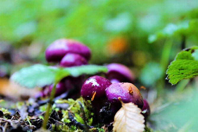 Private Patagonian Forest Hike in Punta Arenas: 8 Hour - Who should book this experience?