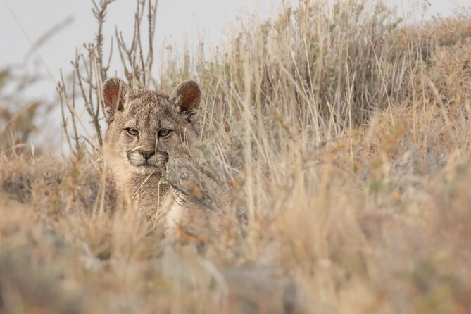 Private Pumas and Wildlife Watching Experience - Key points to know before booking