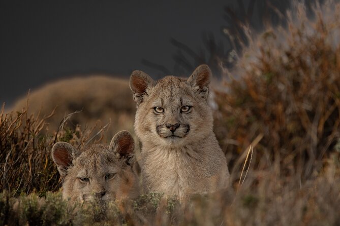Private Pumas and Wildlife Watching Experience - Why this private wildlife day works well