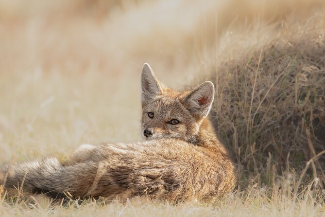 Private Pumas and Wildlife Watching Experience - Setting out from Puerto Natales
