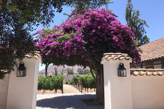 Private Tour to Viña Santa Rita - The Andean Museum adds more than decoration