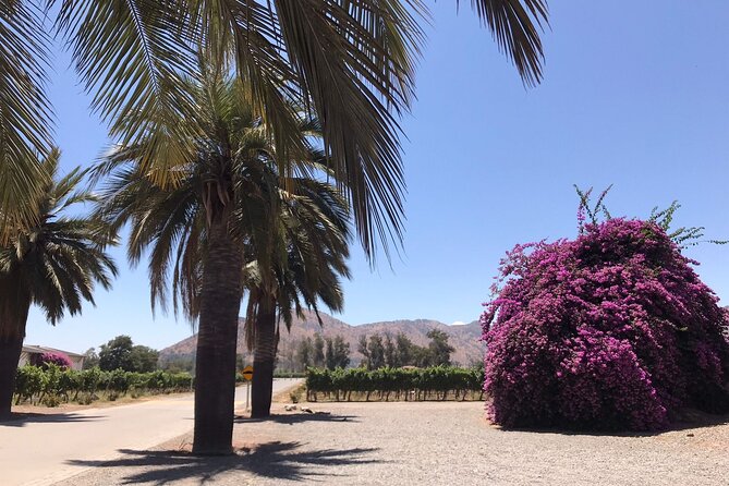 Private Tour to Viña Santa Rita - Practical booking advice for the 8:00 a.m. start