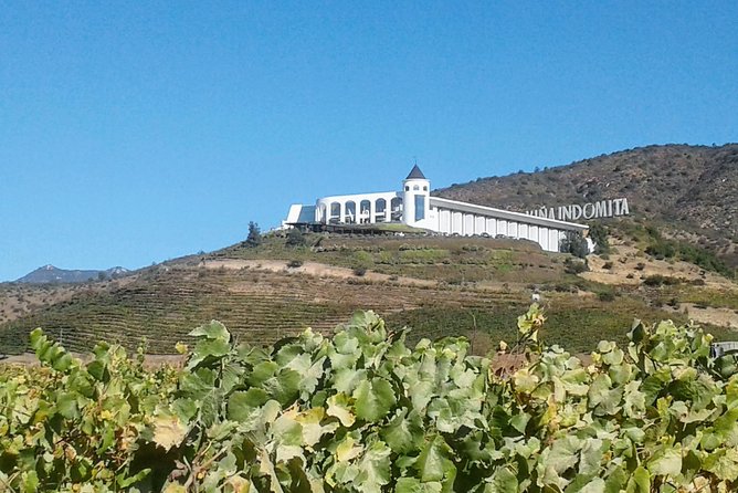 Private Wine Tasting tour in Casablanca Valley Vineyards - Emiliana: organic wine among native plants