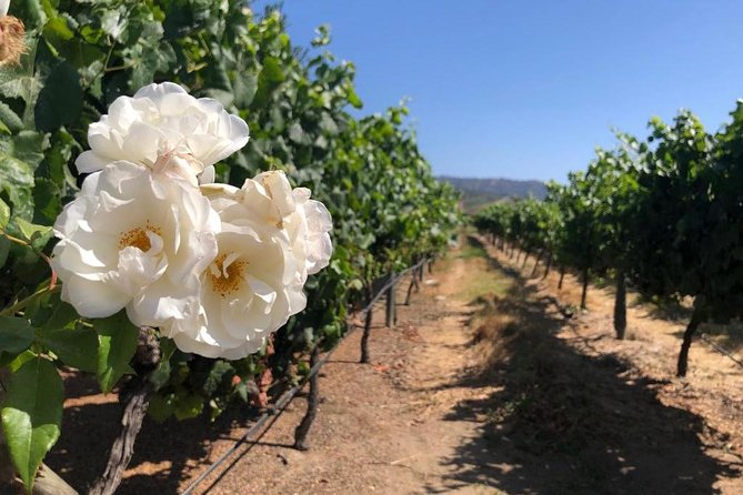 Private wine tour Casablanca valley - Emiliana Organic Vineyards: a polished first tasting