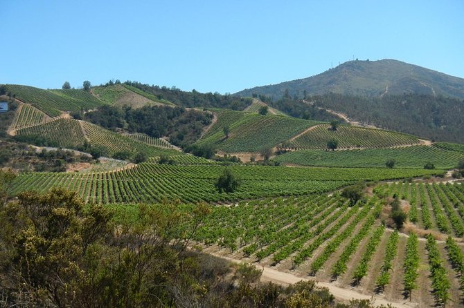 Private Wine Tour in Valparaiso - From Valparaíso to Casablanca Valley