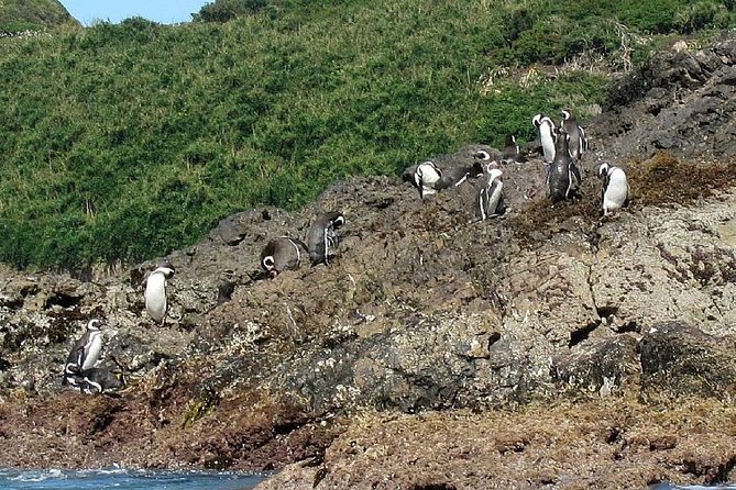 Puerto Montt: Full day Chiloe Island visiting Penguins in Puñihuil - Key things to know before booking