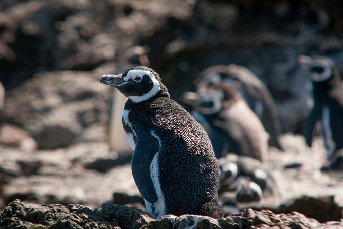 Puerto Montt: Full day Chiloe Island visiting Penguins in Puñihuil - Why this Chiloé day trip is worth considering