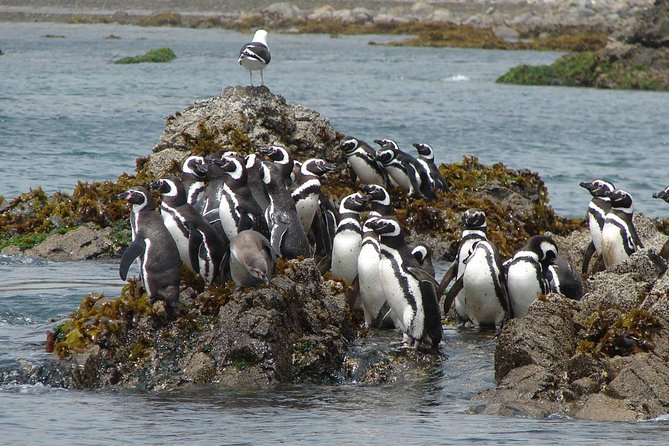Puerto Montt: Full day Chiloe Island visiting Penguins in Puñihuil - The Puñihuil boat ride and its penguin colonies