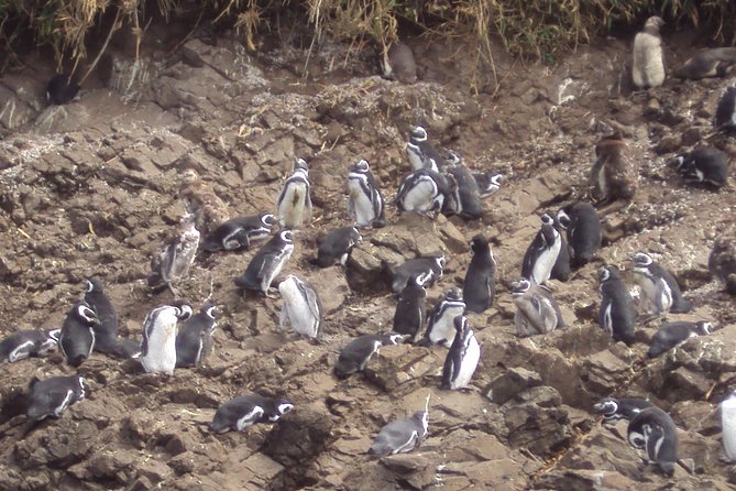 Puerto Montt: Full day Chiloe Island visiting Penguins in Puñihuil - Fuerte San Antonio above Ancud