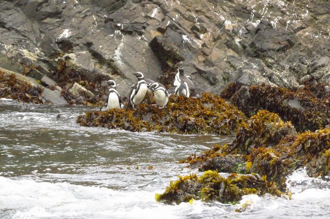 Puerto Montt: Full day Chiloe Island visiting Penguins in Puñihuil - Crossing the Chacao Channel by ferry