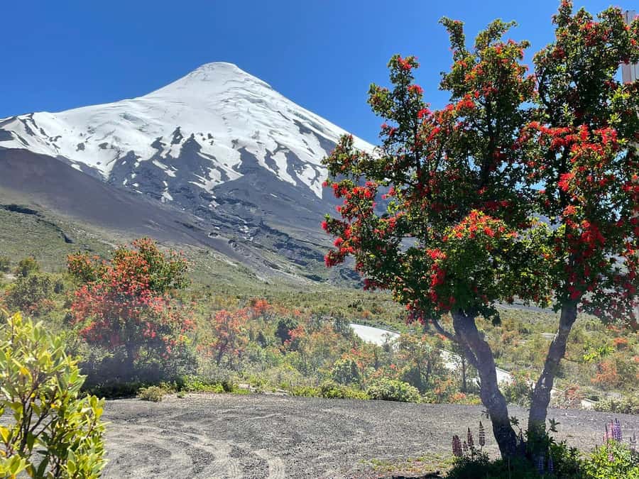 Puerto Montt: Osorno Volcano Tour Shore Tour in Private - Starting at Puerto Montt’s port