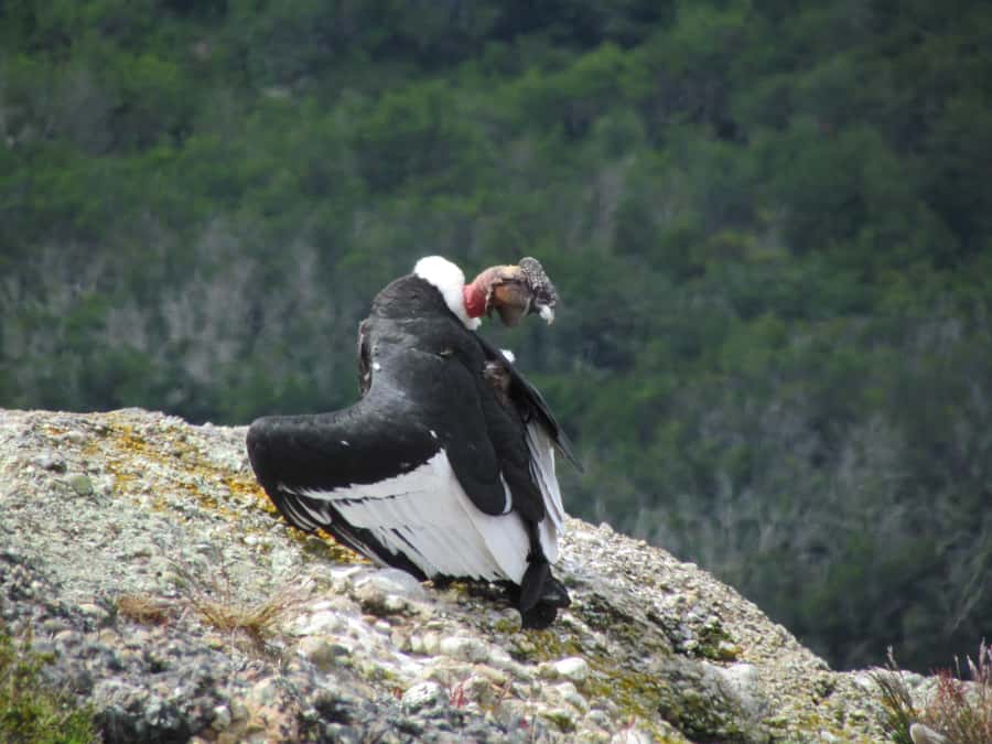 Puerto Natales: Cerro Benitez Half-Day Hike with Condors - Why Cerro Benitez makes a smart half-day choice
