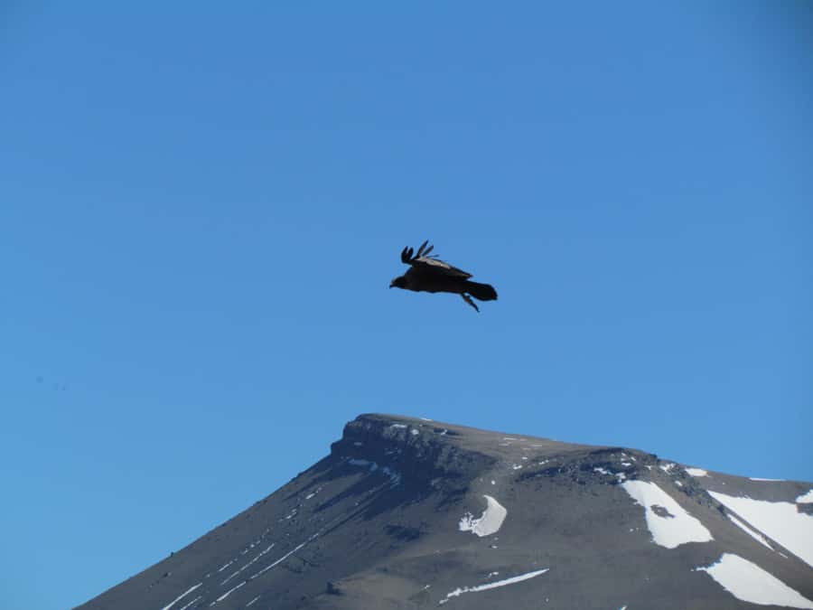 Puerto Natales: Cerro Benitez Half-Day Hike with Condors - Searching the skies for Andean condors