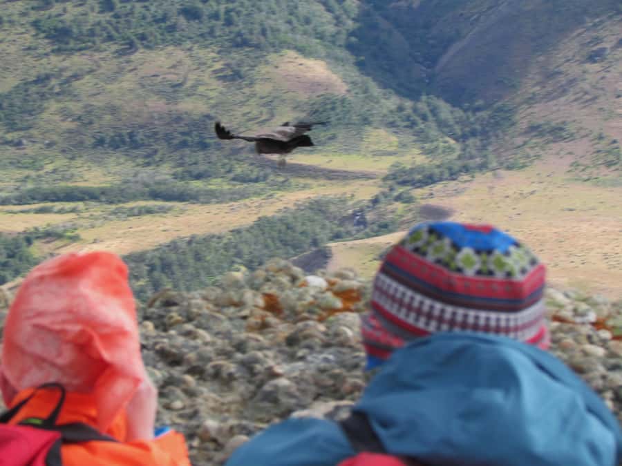 Puerto Natales: Cerro Benitez Half-Day Hike with Condors - The descent gives you a second look