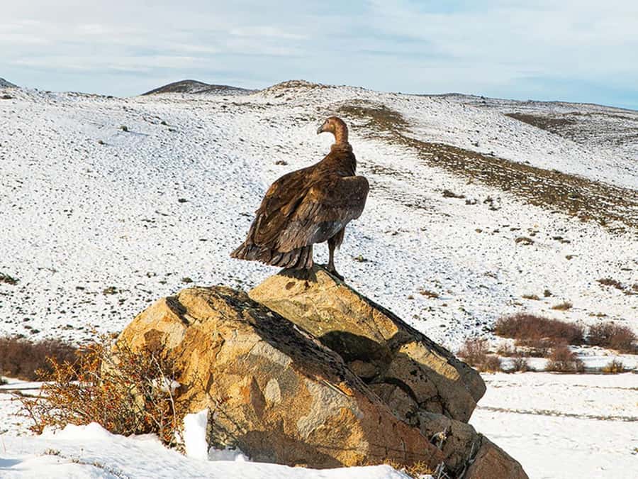 Puerto Natales: Full-Day Torres del Paine Tour - Who should book this Torres del Paine day?