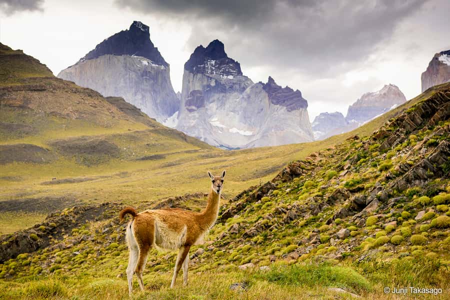 Puerto Natales: Full day tour Torres del Paine National Park - Puente Weber and the Pehoe Lake walk
