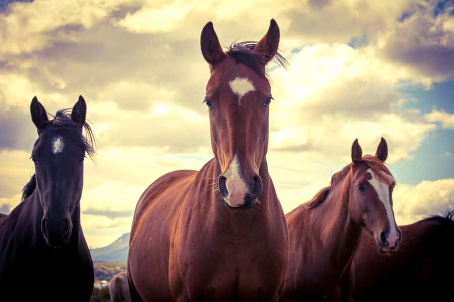 Puerto Natales: Traditional Horseback Riding Experience - What two and a half hours in the saddle feels like