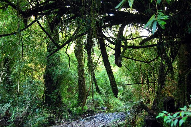 Puerto Varas: Full day Alerce Andino National Park. - Key points to know before you book