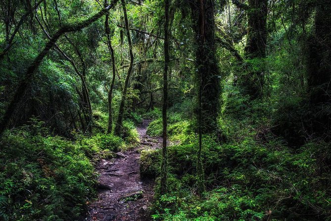 Puerto Varas: Full day Alerce Andino National Park. - Forest walking, native trees, and the chance of wildlife