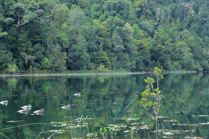Puerto Varas: Full day Alerce Andino National Park. - The morning drive through Puerto Montt’s countryside