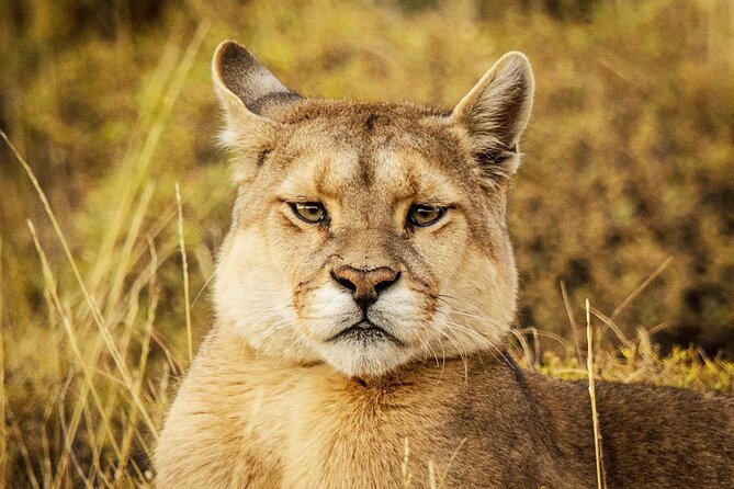 Puma Tracking Safari in Torres del Paine - Key points at a glance