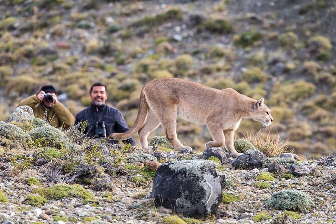 Puma Tracking Safari in Torres del Paine - Why this puma safari is different