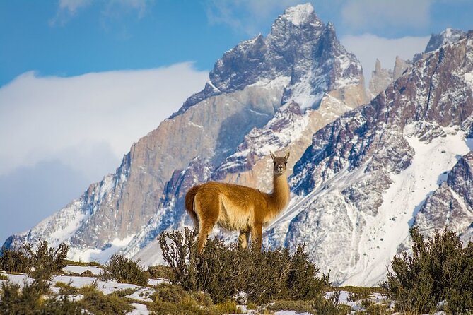 Puma Tracking Safari in Torres del Paine - How the puma search works