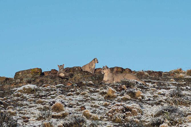 Puma Tracking Safari in Torres del Paine - What the private 4x4 format means