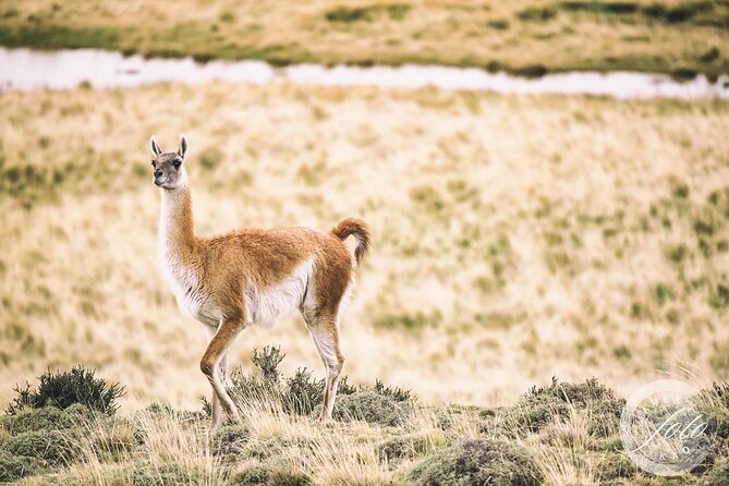 Puma Tracking Safari in Torres del Paine - What to bring and what to budget