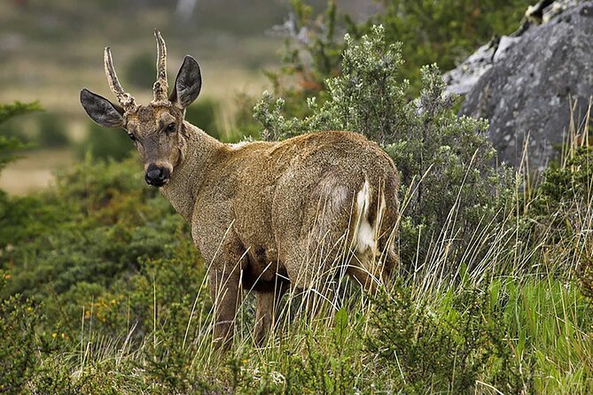 Puma Tracking Safari in Torres del Paine - Is $425 per person a fair price?