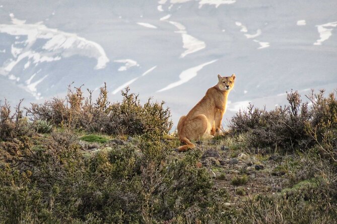 Puma Tracking Safari in Torres del Paine - The guide can make or break the morning