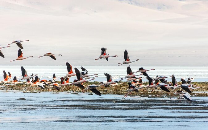 Puna Salt Flats - Full Day Tour - San Pedro de Atacama - Must Visit - Key points before you book