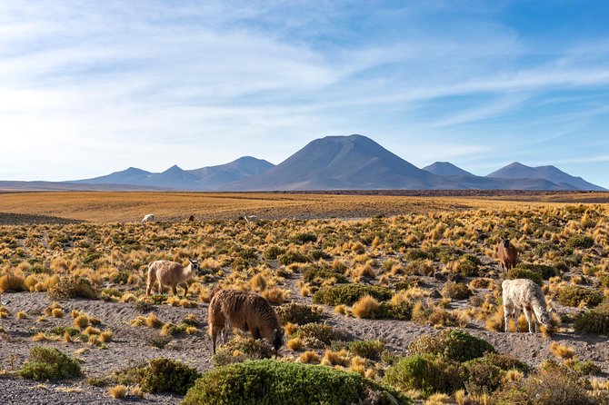 Puna Salt Flats - Full Day Tour - San Pedro de Atacama - Must Visit - Salar de Aguas Calientes and its cold, stark colors